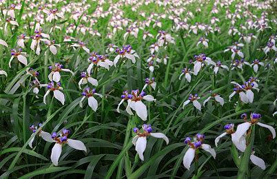 《动物派对》IGN 7分：在线有趣、本地不愉快